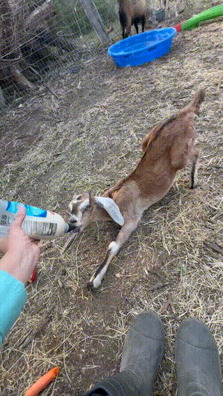 A young goat stretches while drinking from a bottle held by a caregiver on a farm, with grass, a pool, fencing, and other goats nearby.