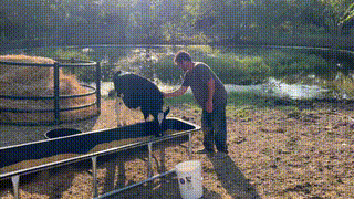 A caregiver pets a small black-and-white calf at a feeding trough on a farm, with a pond and trees in the background.